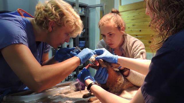 Two veterinary students examine a gray fox.
